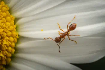 European fire ant
