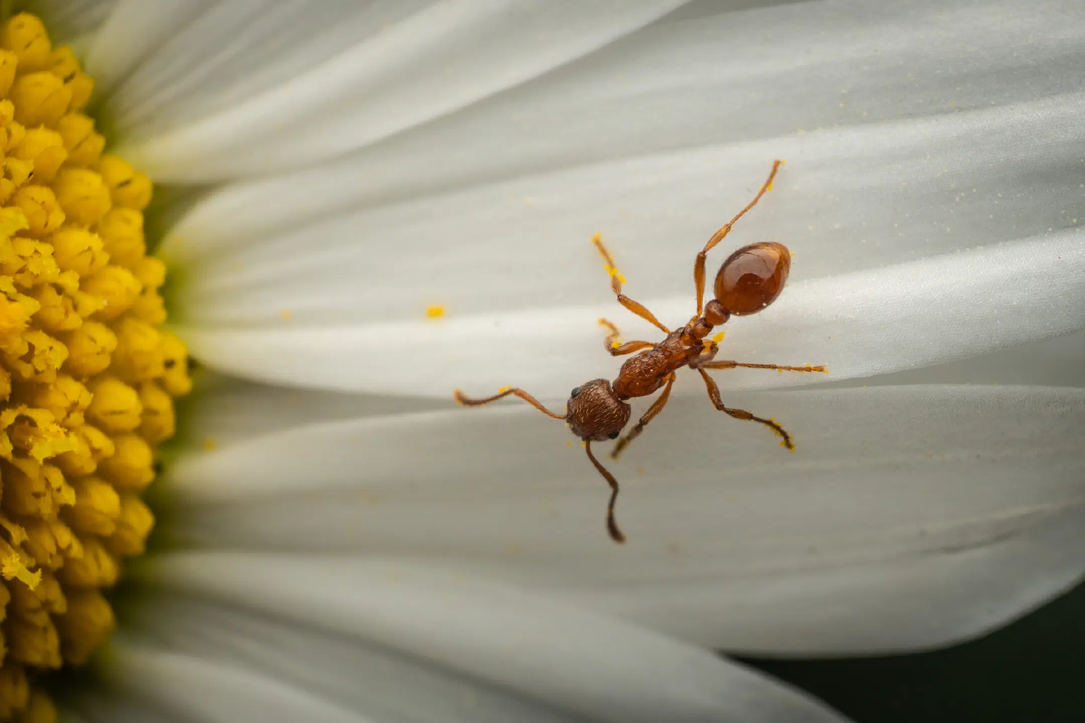 European fire ant | European fire ant