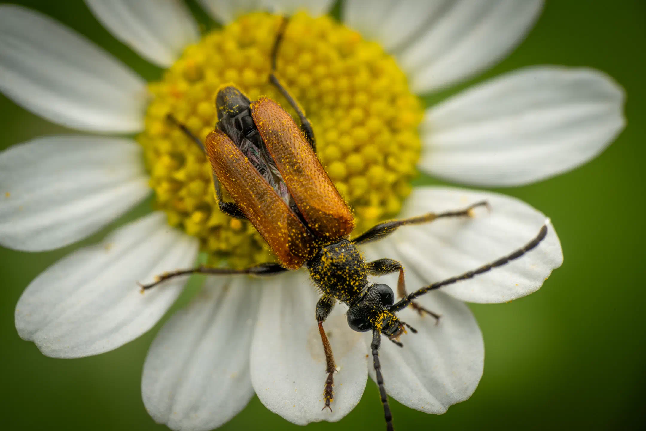Fairy-ring Longhorn Beetle | Fairy-ring Longhorn Beetle