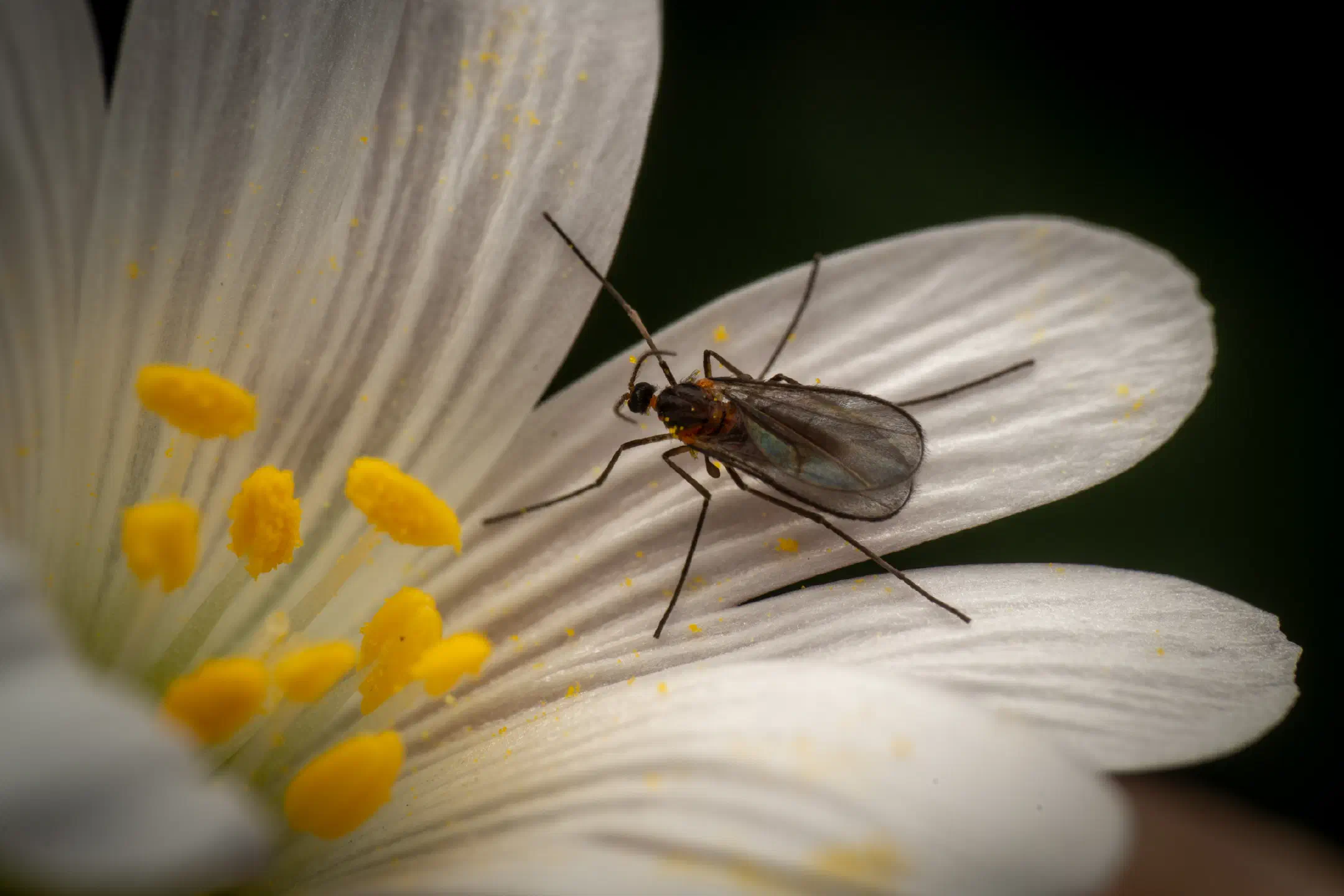 Gall and Forest Midges | Gall and Forest Midges