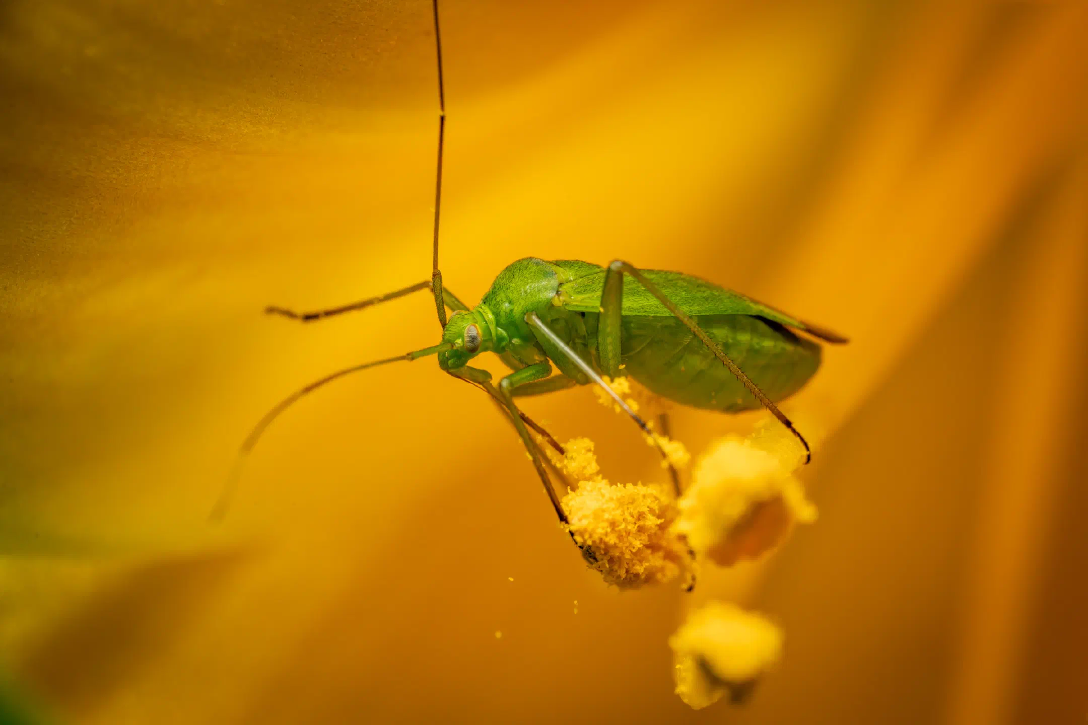 Common Green Capsid | Common Green Capsid
