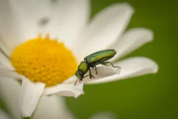 Anthaxia nitidula