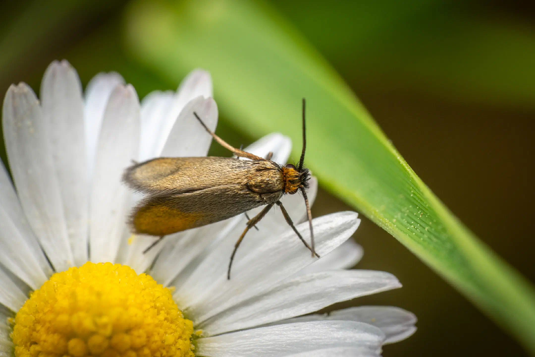 Fairy Moths | Fairy Moths