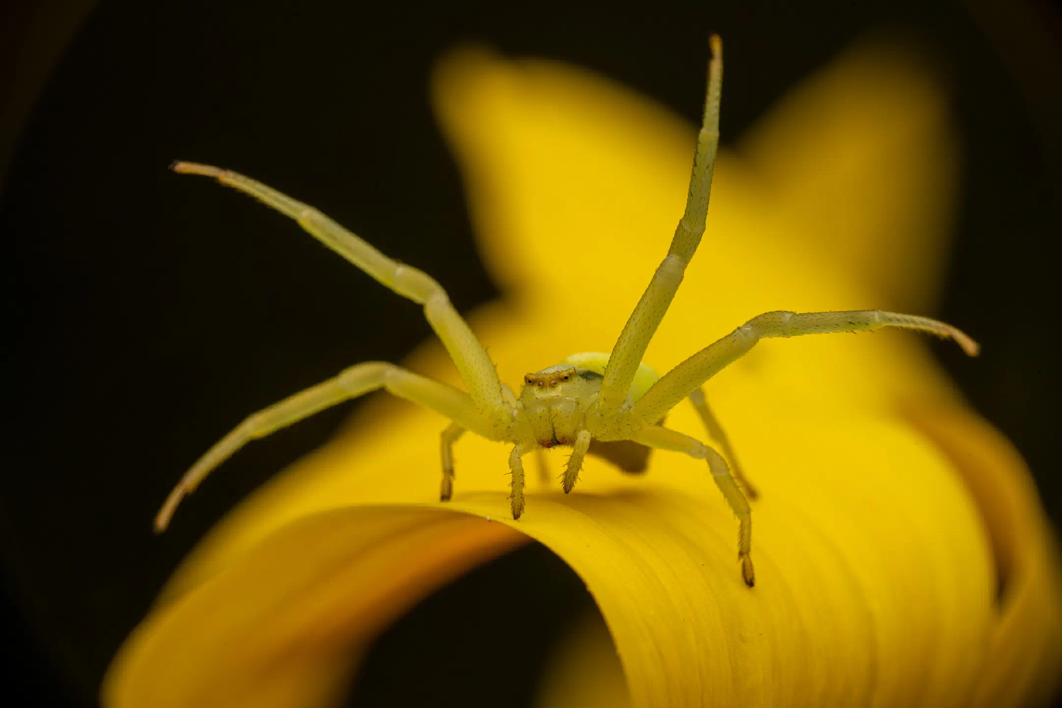 Goldenrod Crab Spider | Goldenrod Crab Spider