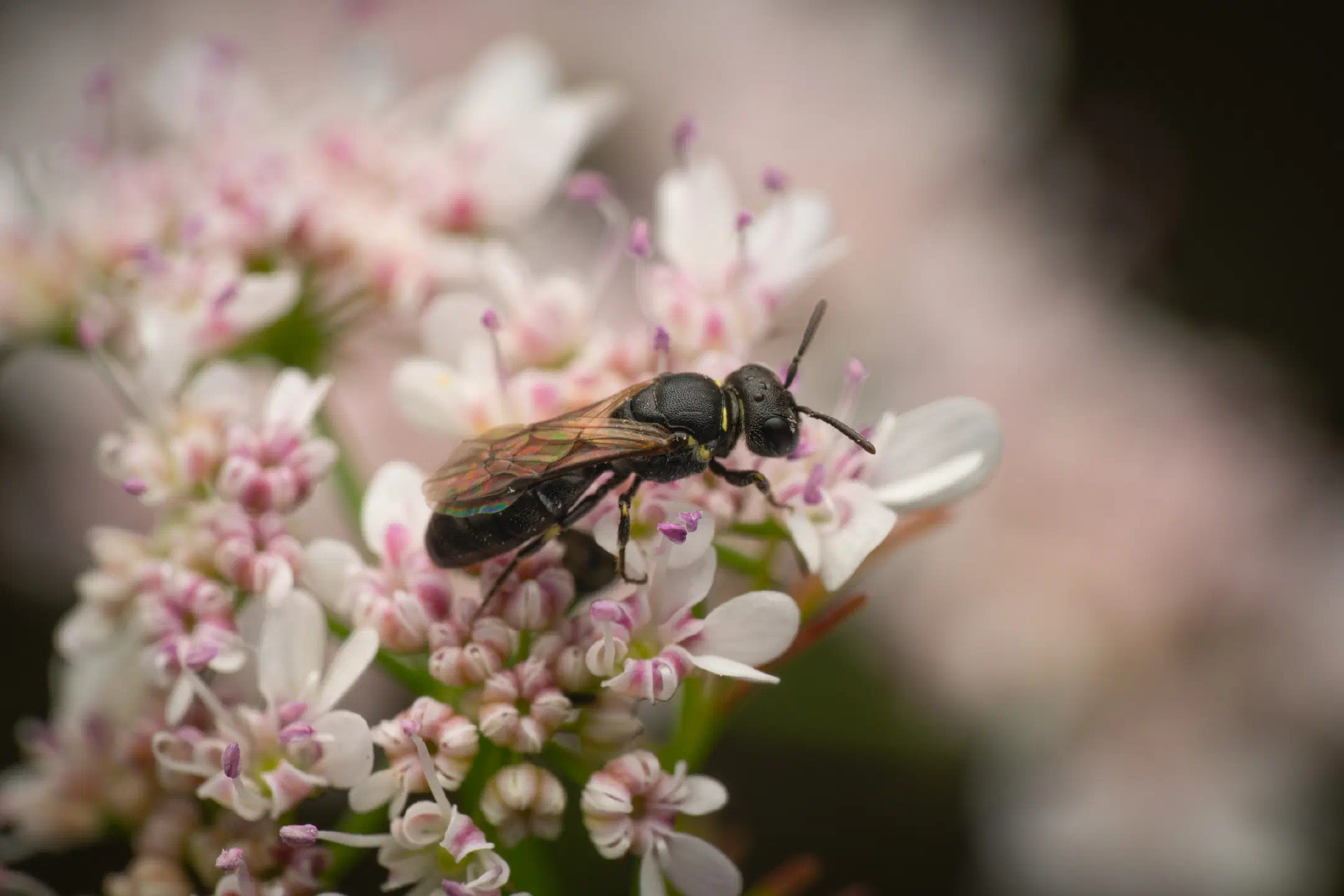 White-jawed Yellow-face Bee | White-jawed Yellow-face Bee