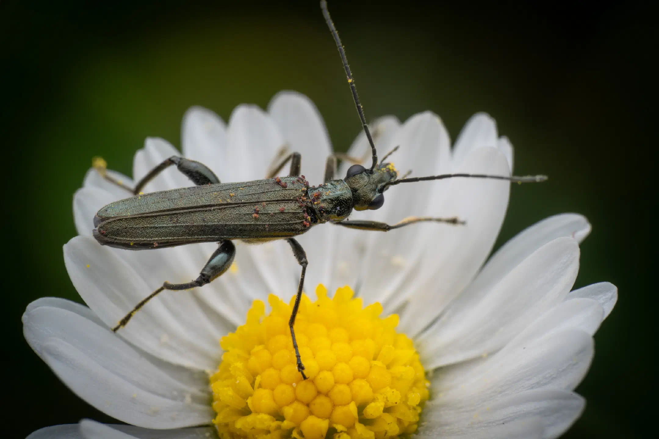 Oedemera virescens