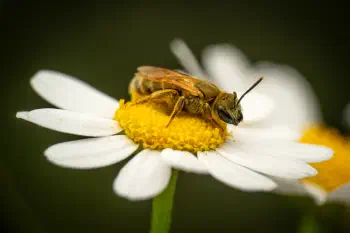 Furrow Bees