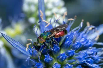 Ruby-tailed Cuckoo Wasps