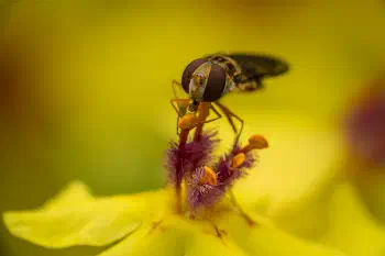 Marmalade Hover Fly