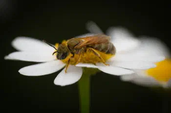 Furrow Bees