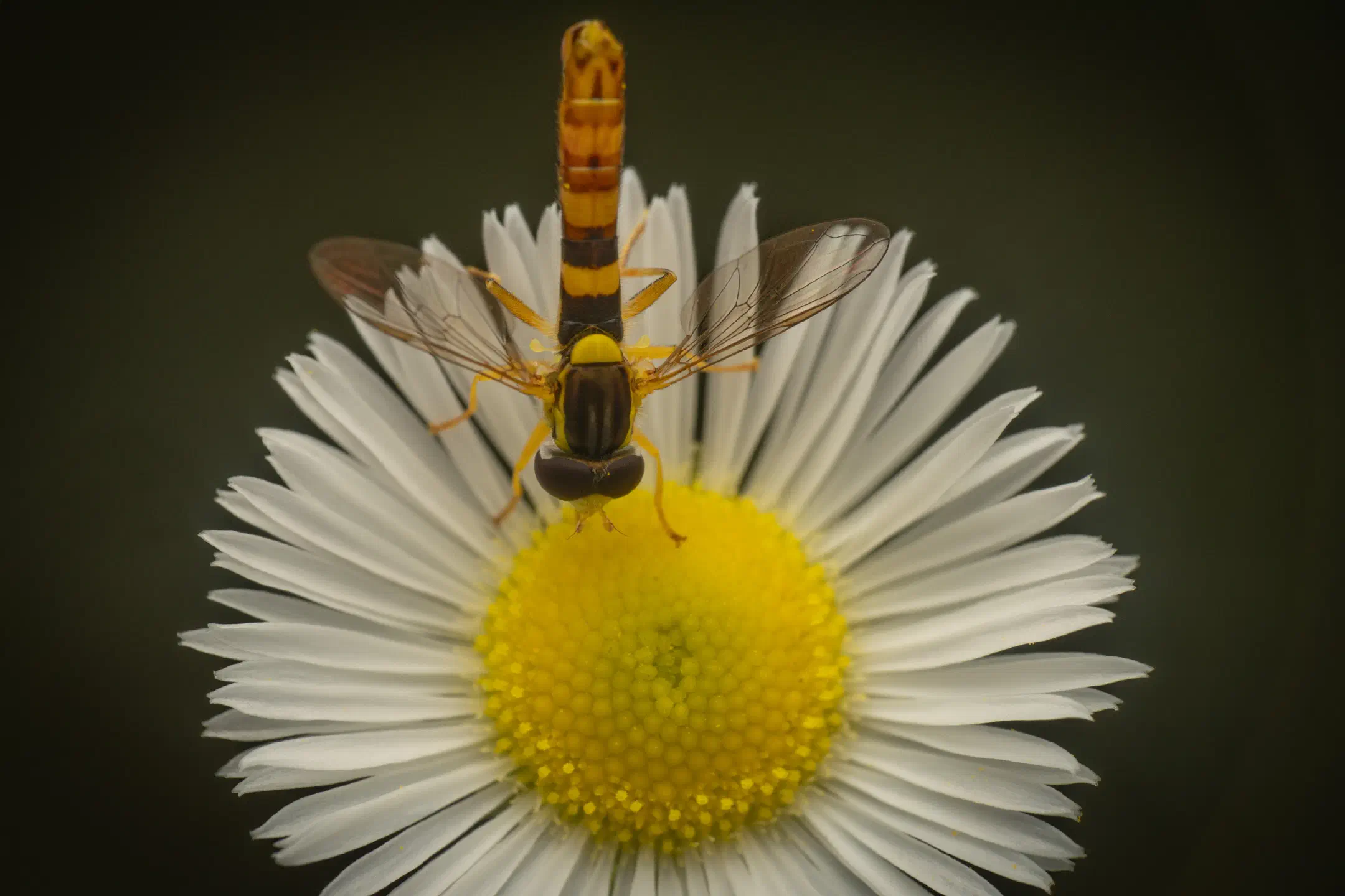 Common Globetail | Common Globetail