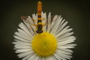 Common Globetail