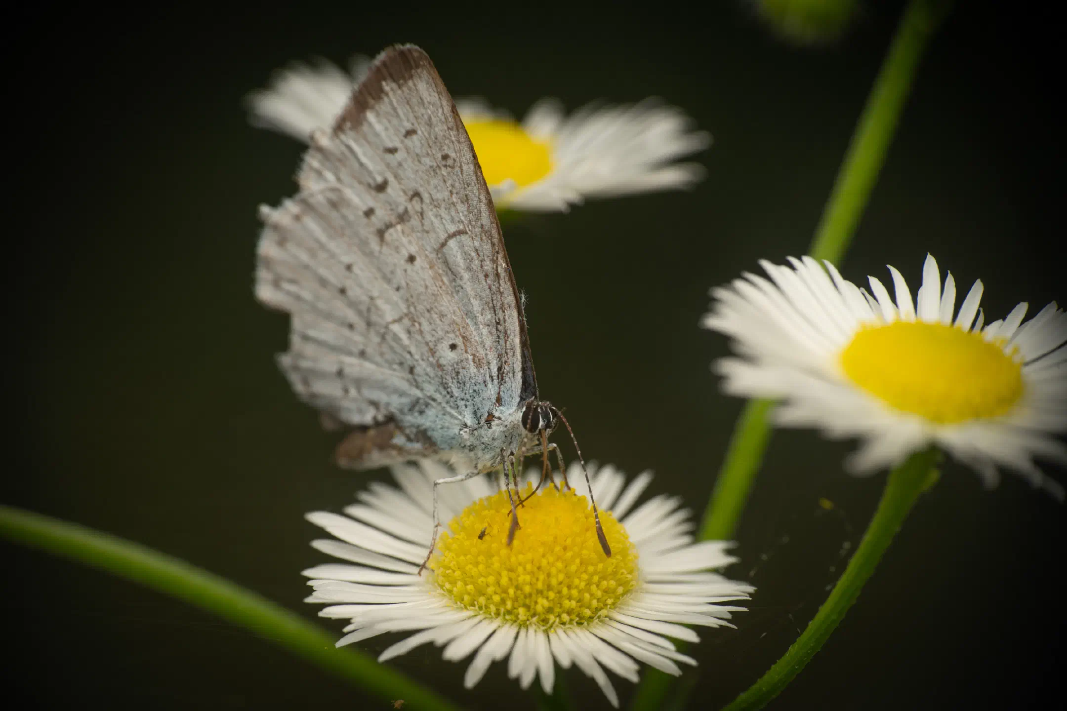 Holly Blue | Holly Blue