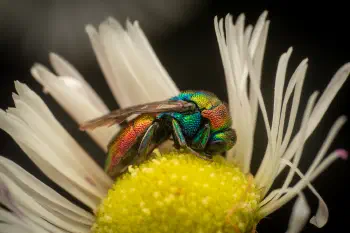 Ruby-tailed Cuckoo Wasps