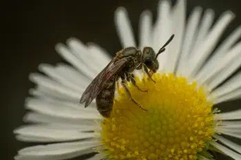 Furrow Bees