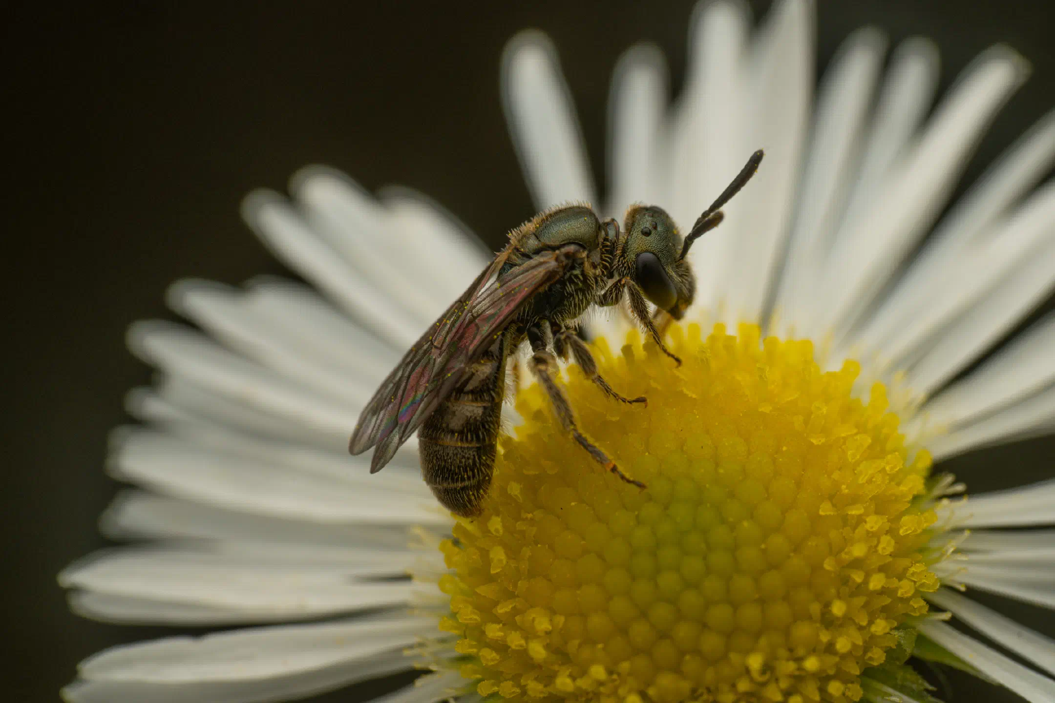 Furrow Bees | Furrow Bees