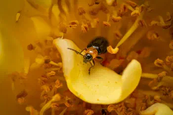 Luperus luperus