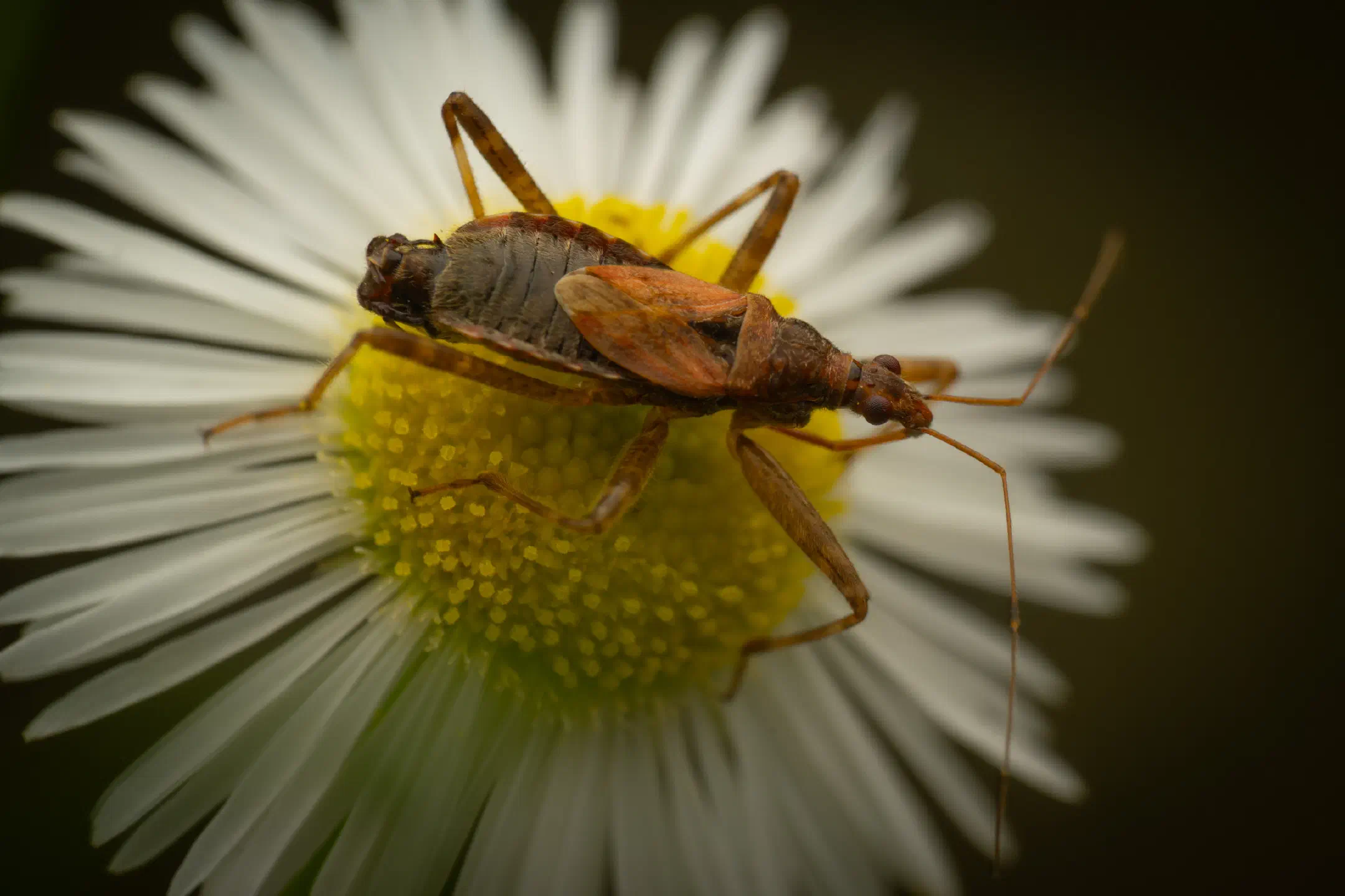 Tree Damsel Bug | Tree Damsel Bug