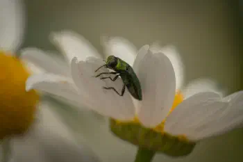 Anthaxia nitidula