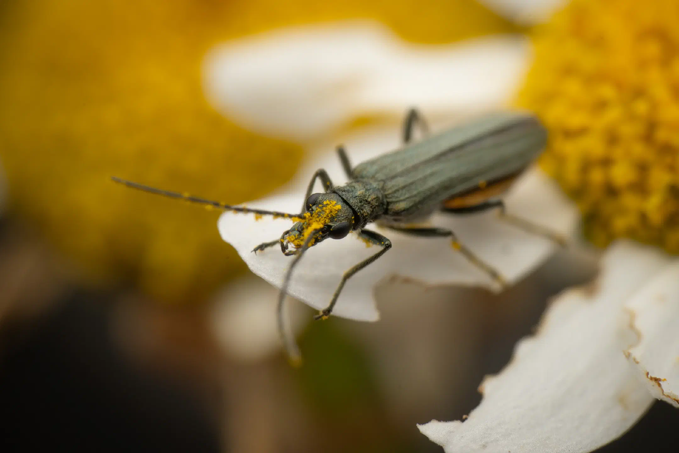 Greenish Oedemera | Greenish Oedemera
