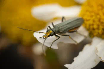 Greenish Oedemera