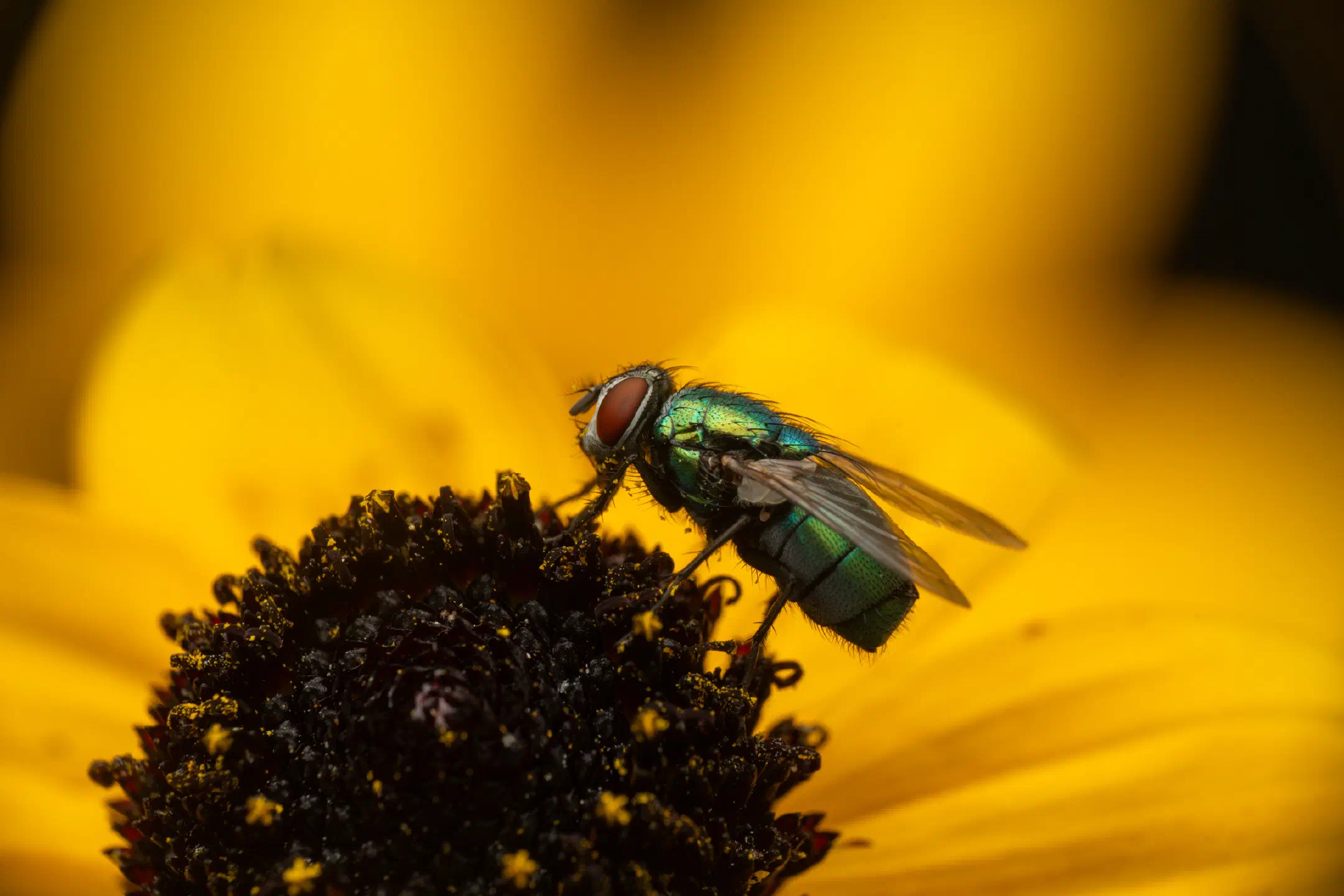 Common European Greenbottle Fly | Common European Greenbottle Fly