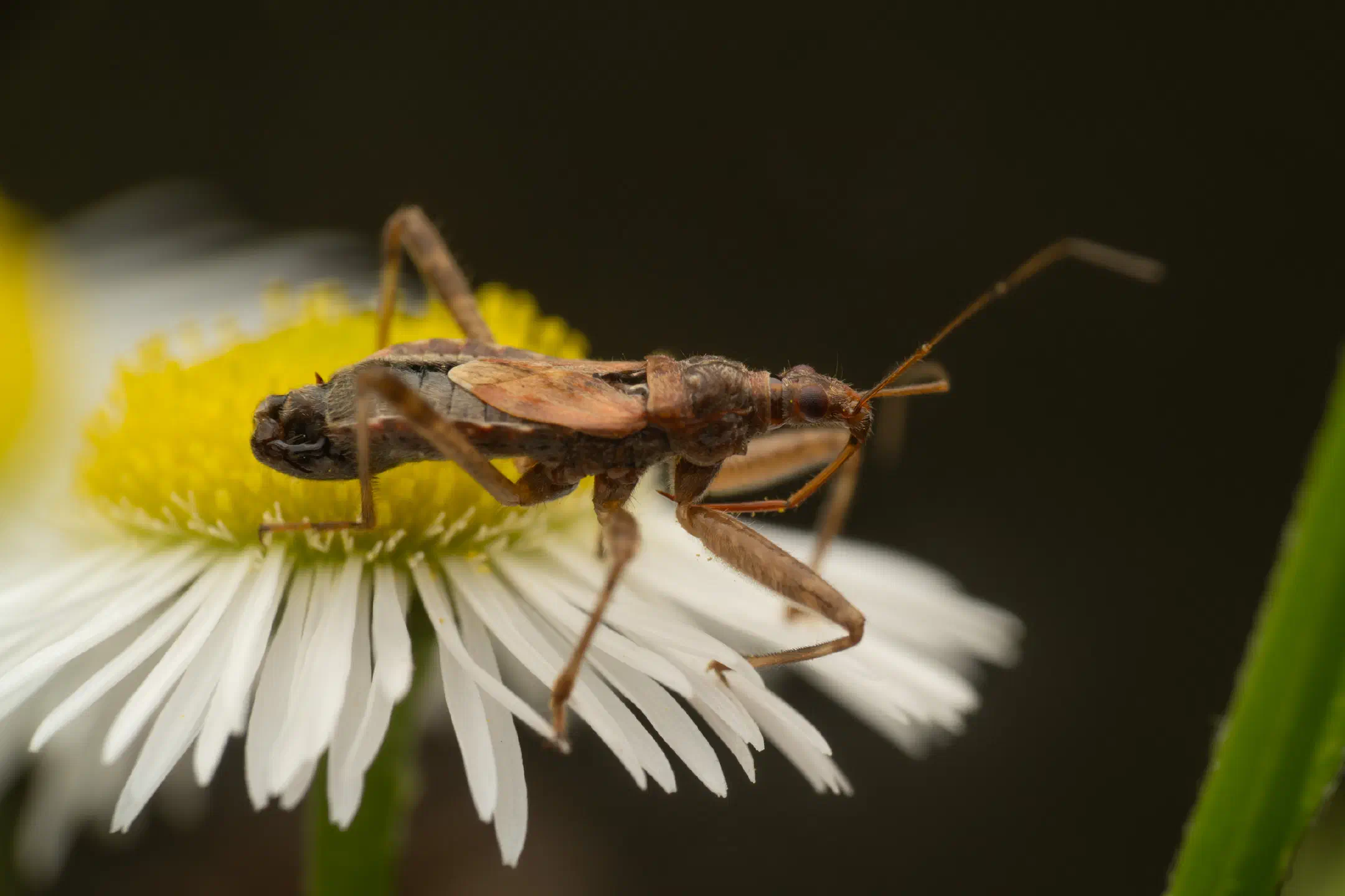Tree Damsel Bug | Tree Damsel Bug