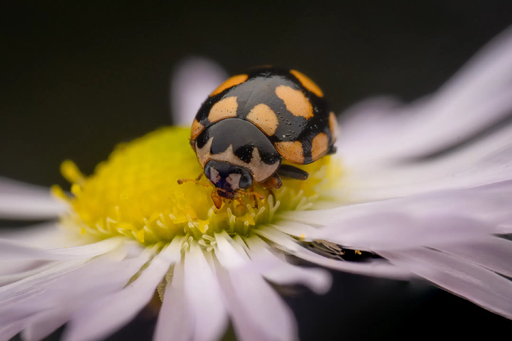 Coccinula quatuordecimpustulata | Coccinula quatuordecimpustulata