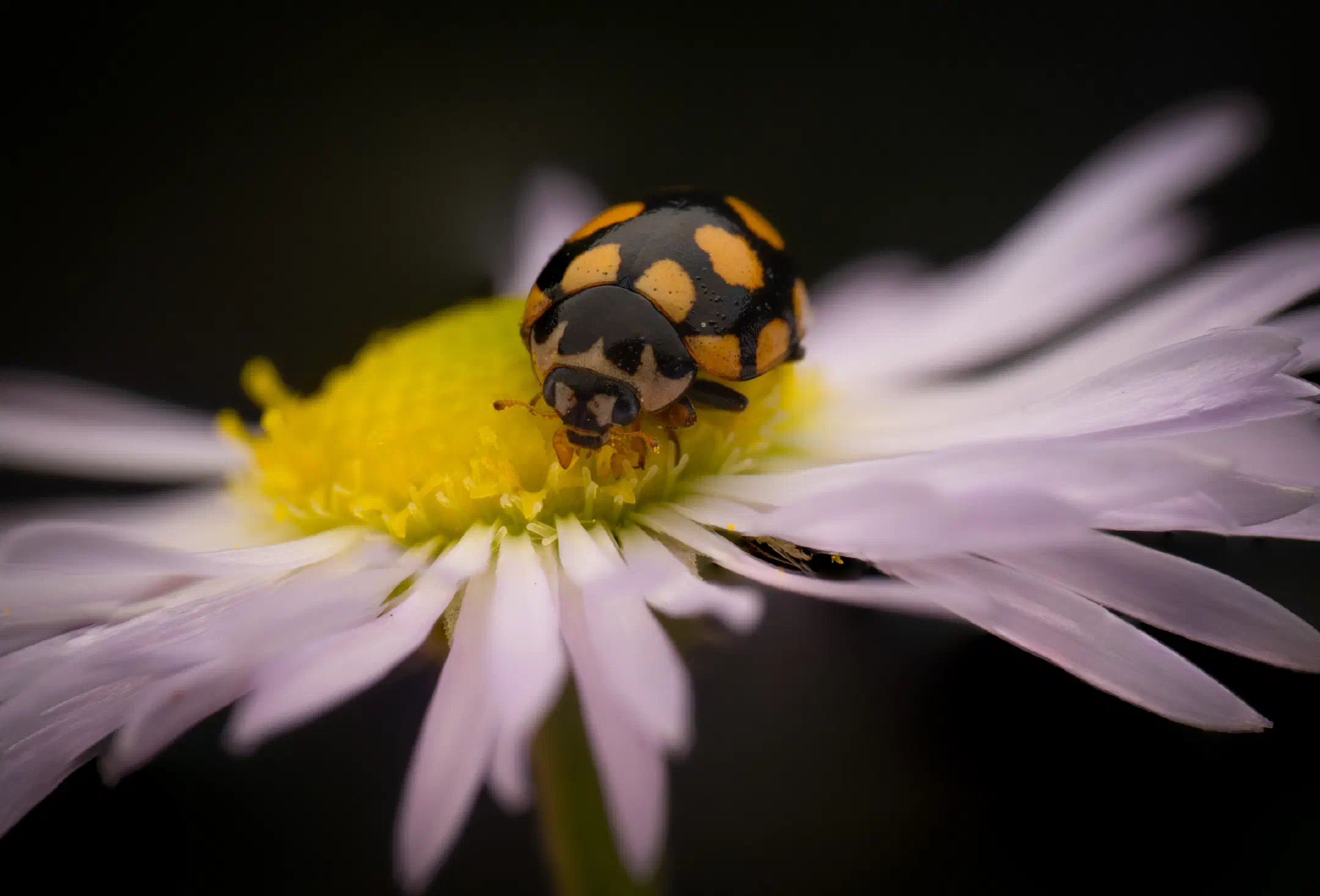 Coccinula quatuordecimpustulata | Coccinula quatuordecimpustulata