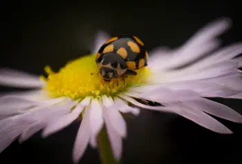Coccinula quatuordecimpustulata