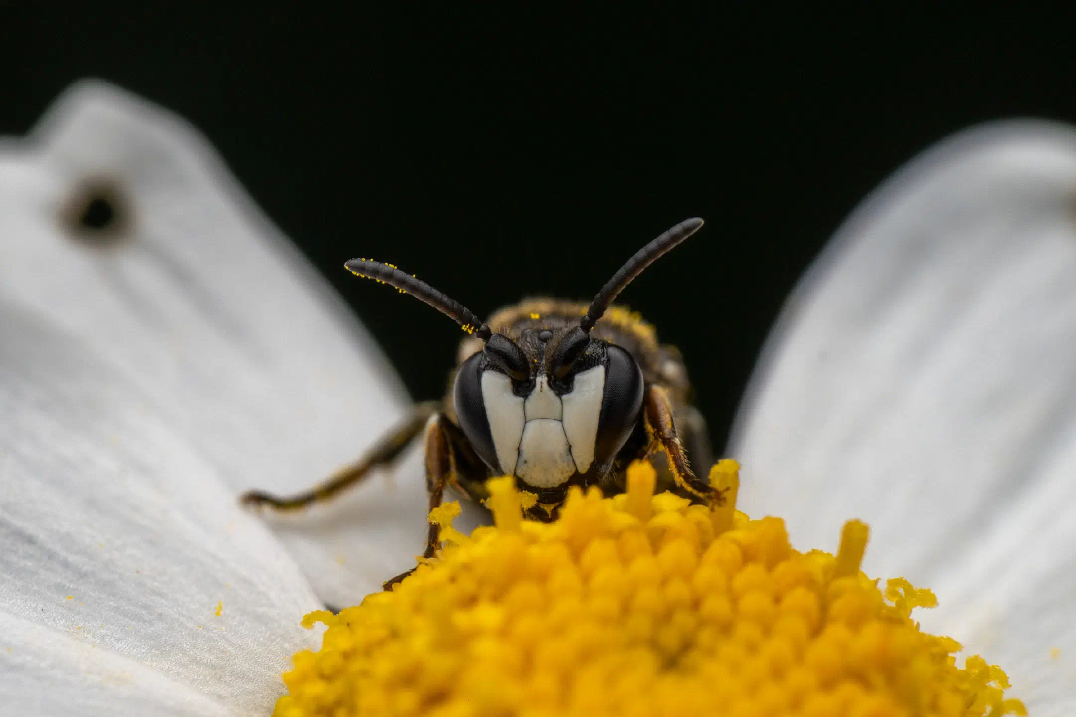 Masked Bees | Masked Bees