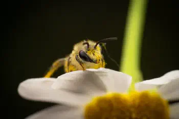Cellophane Bees
