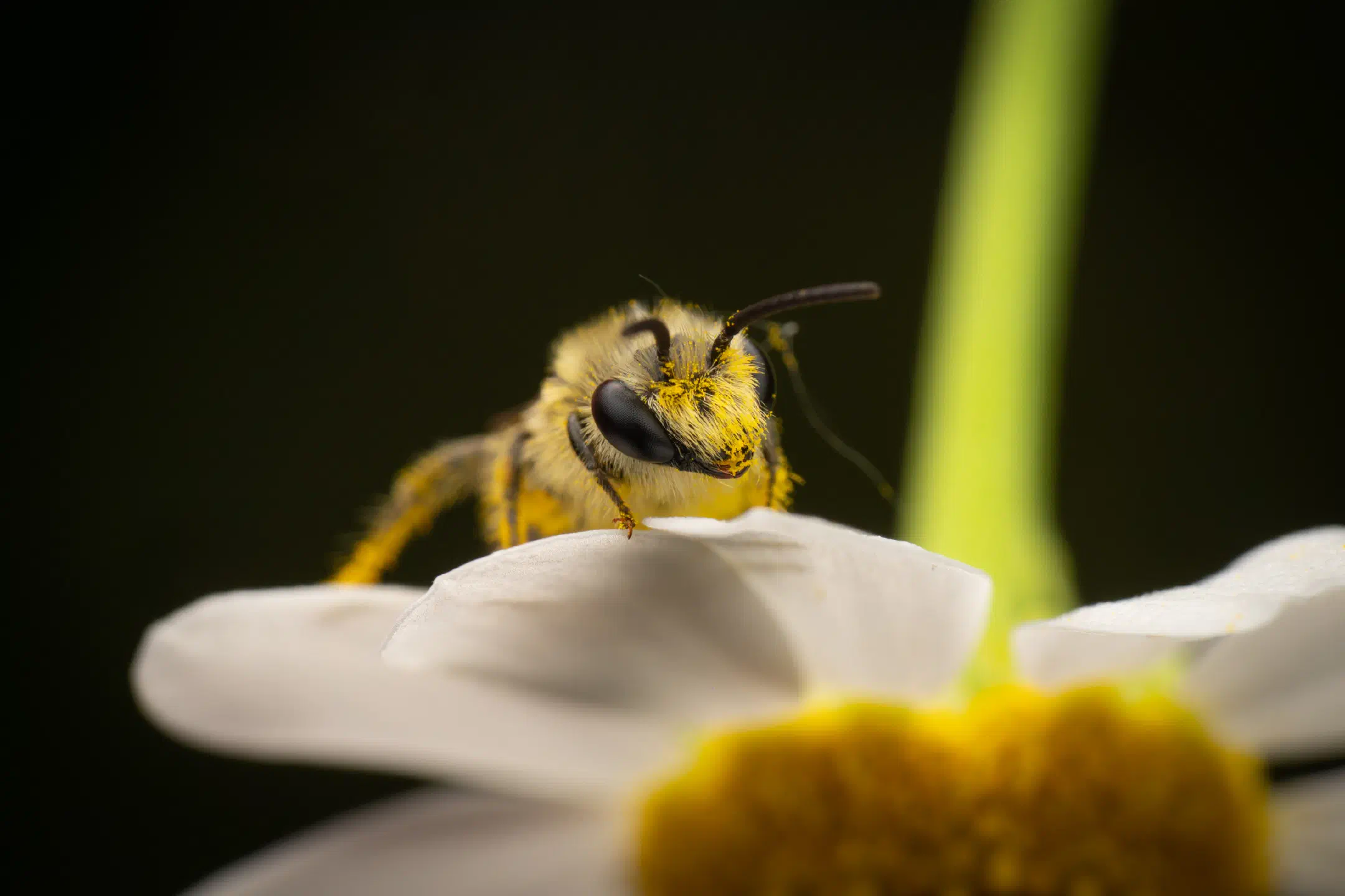 Cellophane Bees | Cellophane Bees