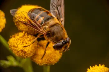 Common Drone Fly