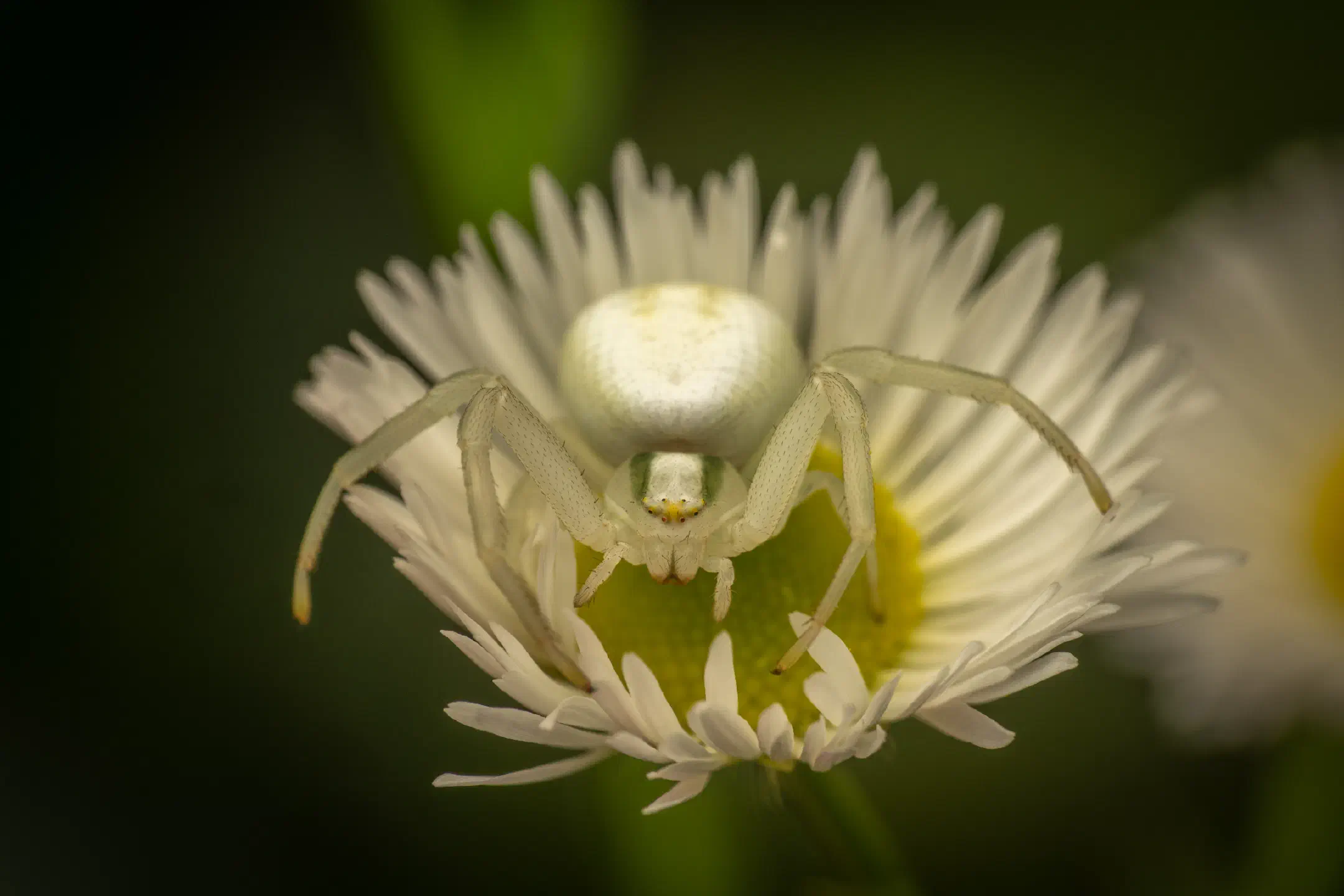 Goldenrod Crab Spider | Goldenrod Crab Spider