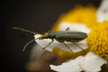 Greenish Oedemera