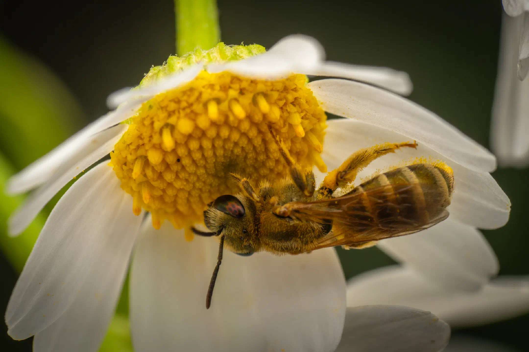 Furrow Bees | Furrow Bees