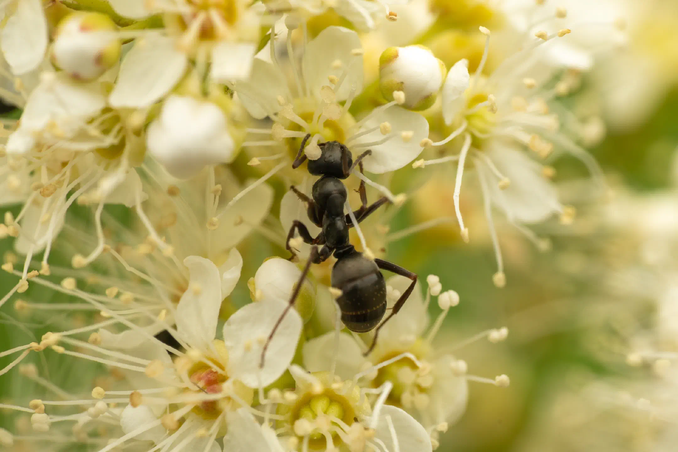 Wood, Mound, and Field Ants | Wood, Mound, and Field Ants