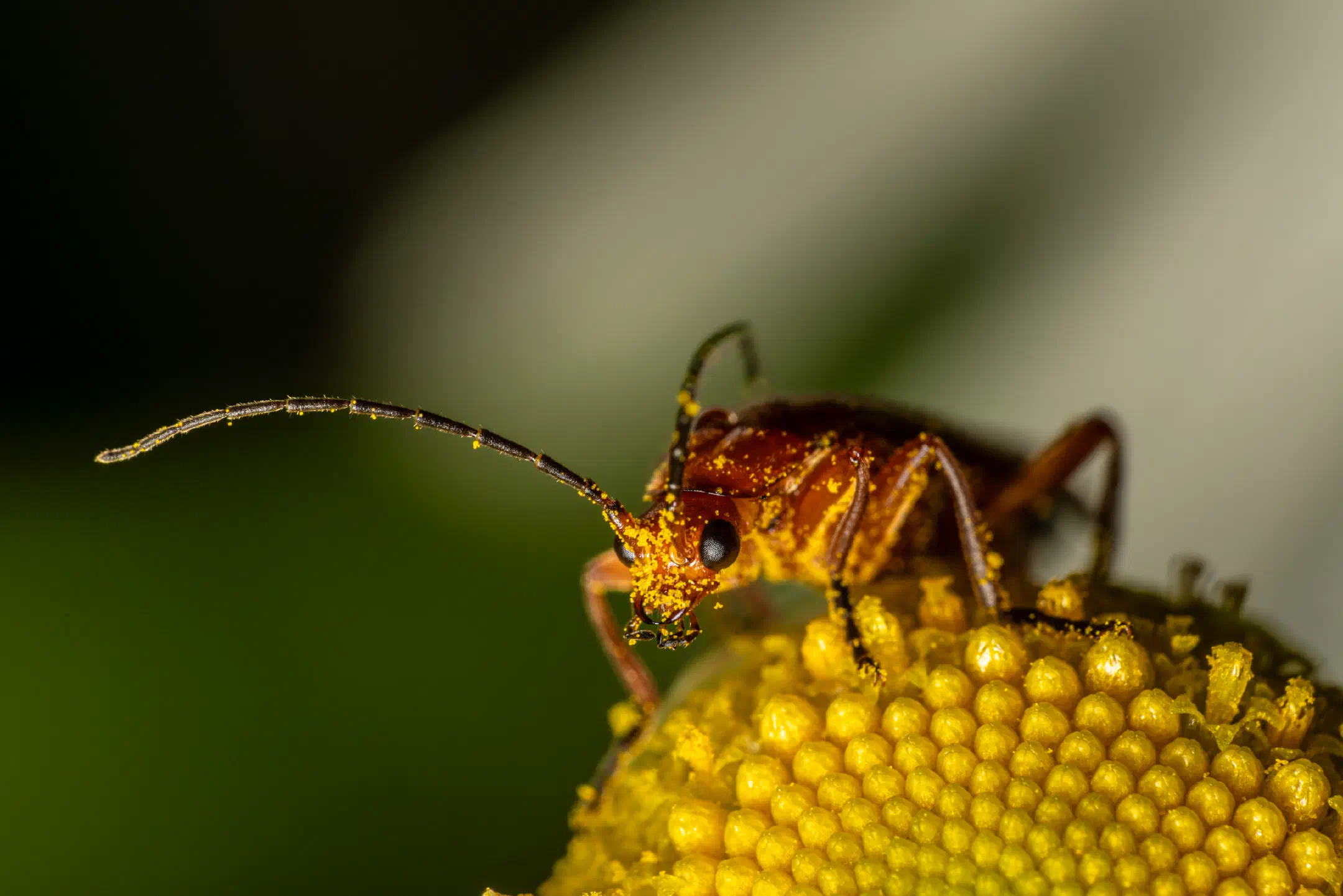 Common Red Soldier Beetle | Common Red Soldier Beetle