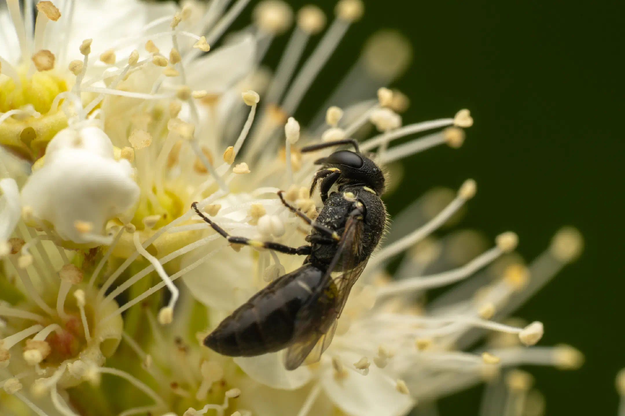 Masked Bees | Masked Bees