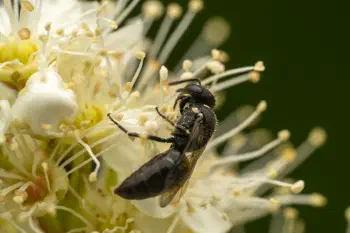 Masked Bees
