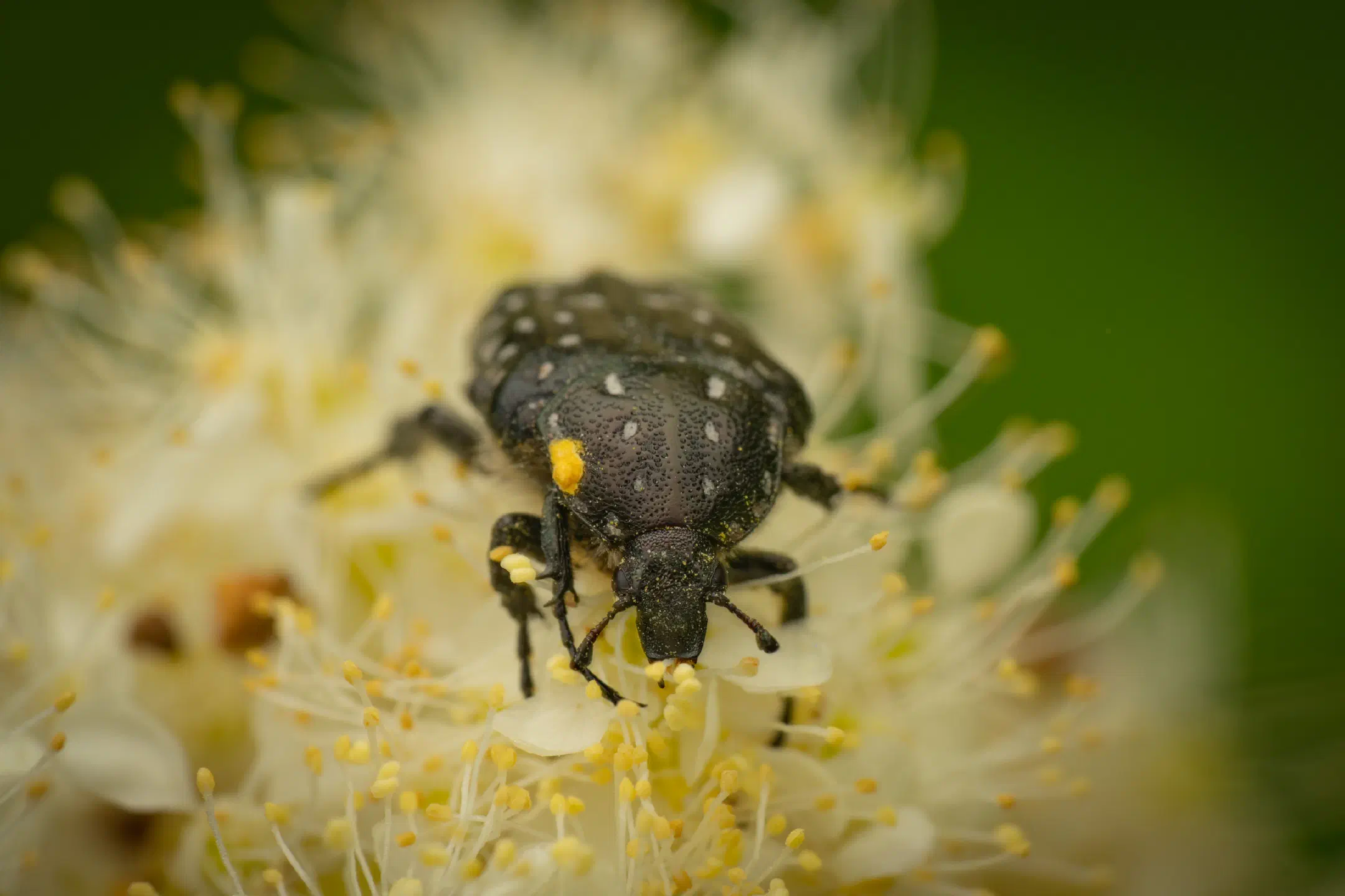 Mediterranean Spotted Chafer | Mediterranean Spotted Chafer