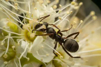Wood, Mound, and Field Ants