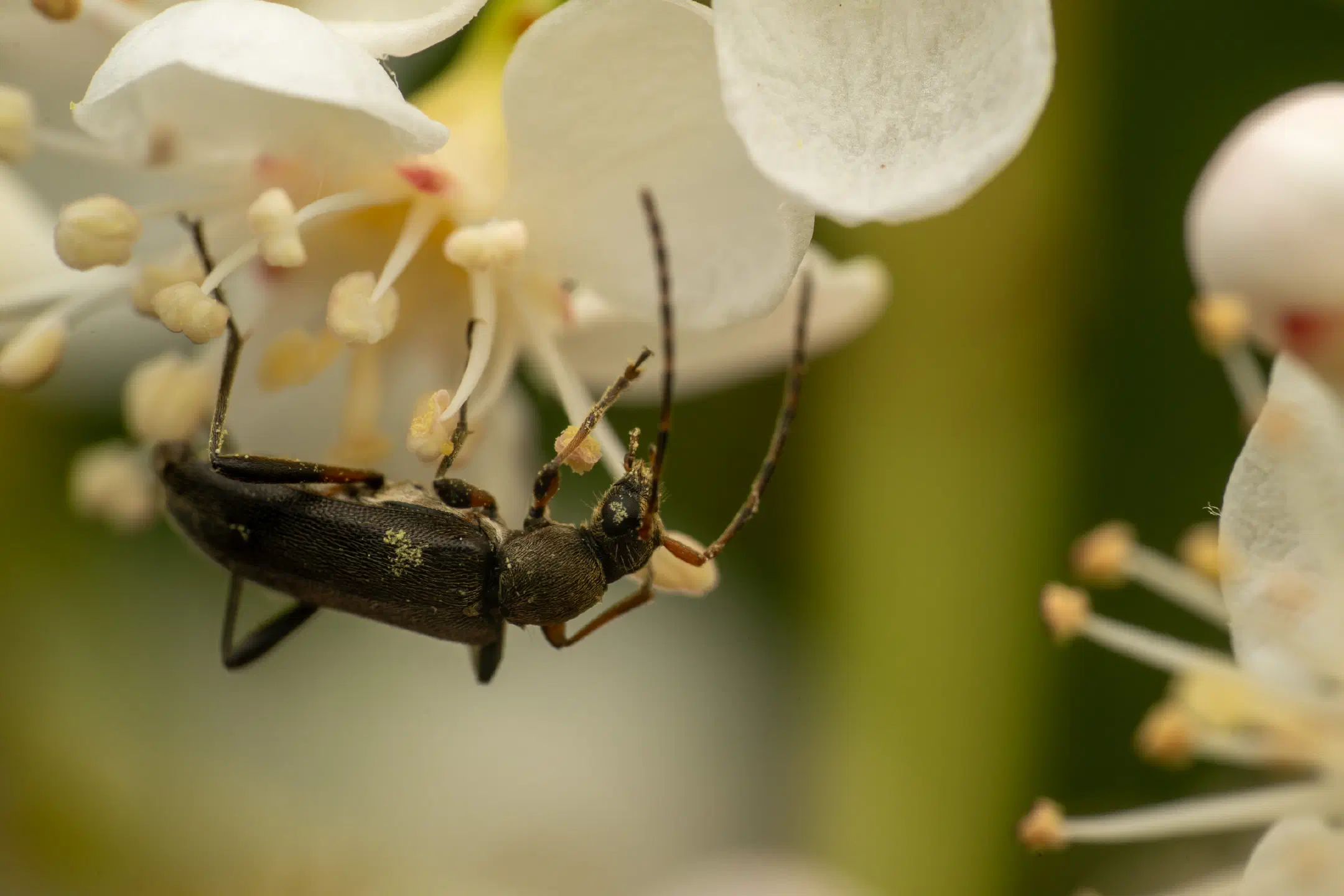 common grammoptera