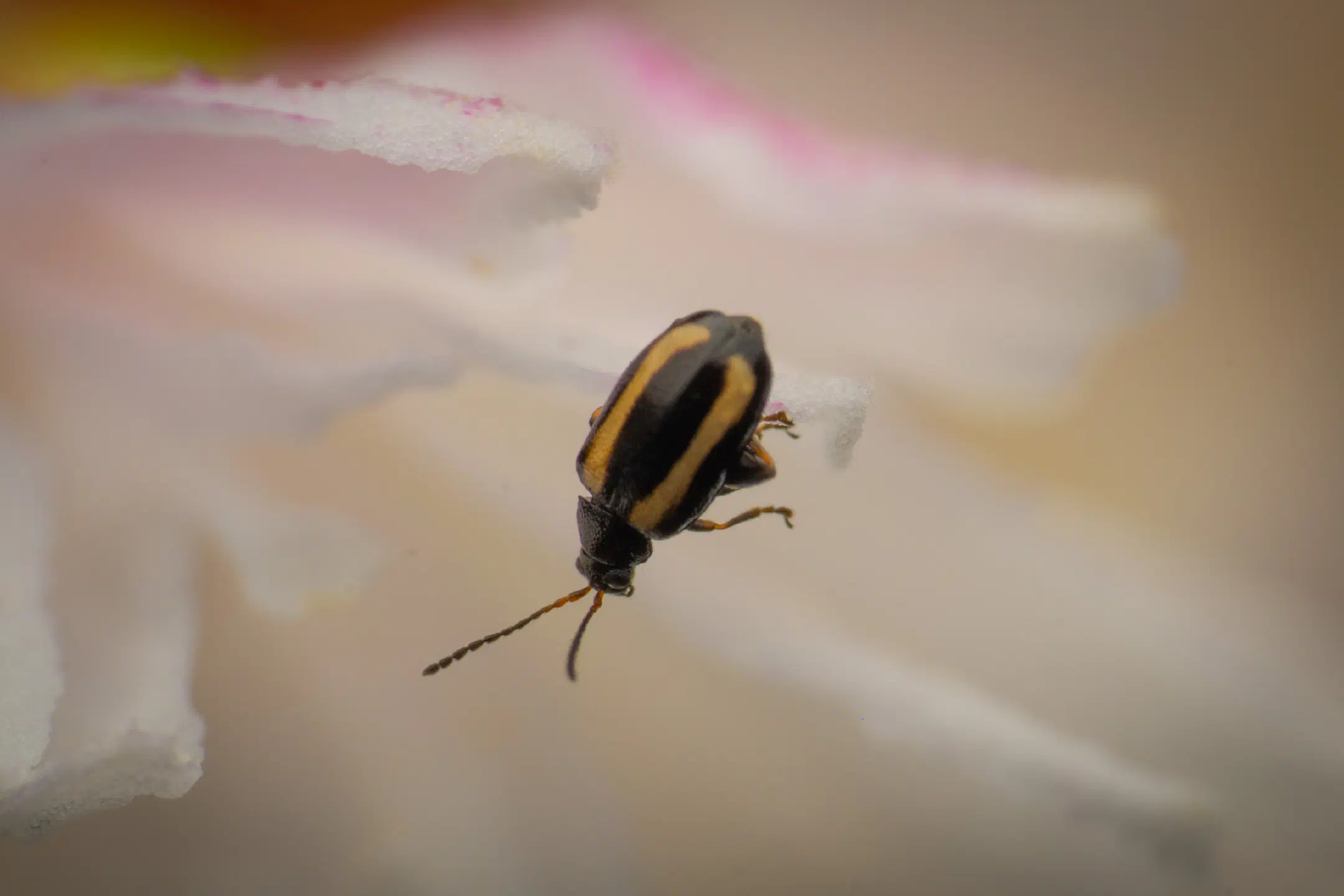 Striped Flea Beetle | Striped Flea Beetle
