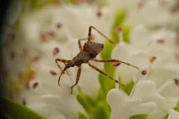 Ant Damselbug
