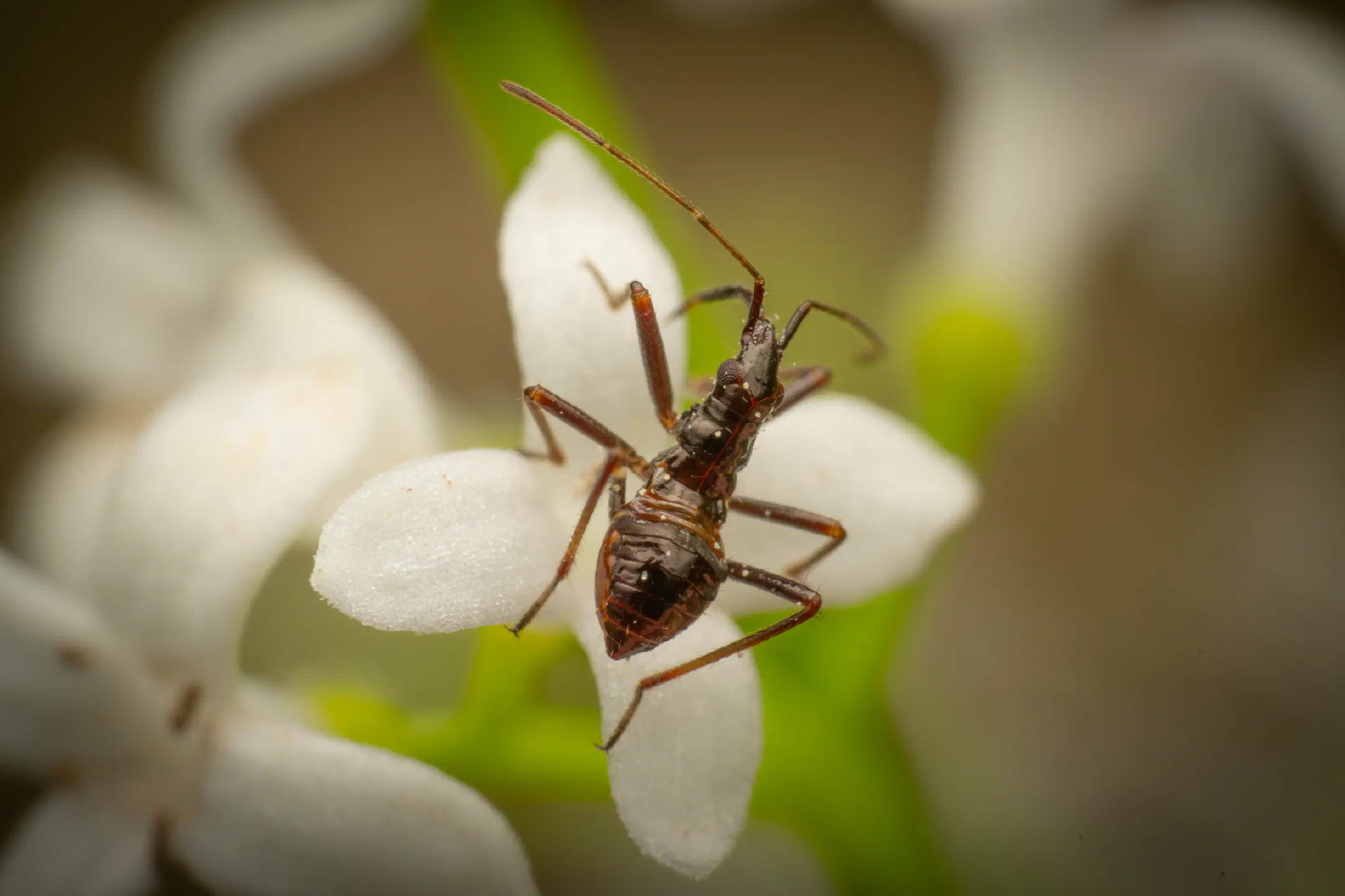 Tree Damsel Bug | Tree Damsel Bug