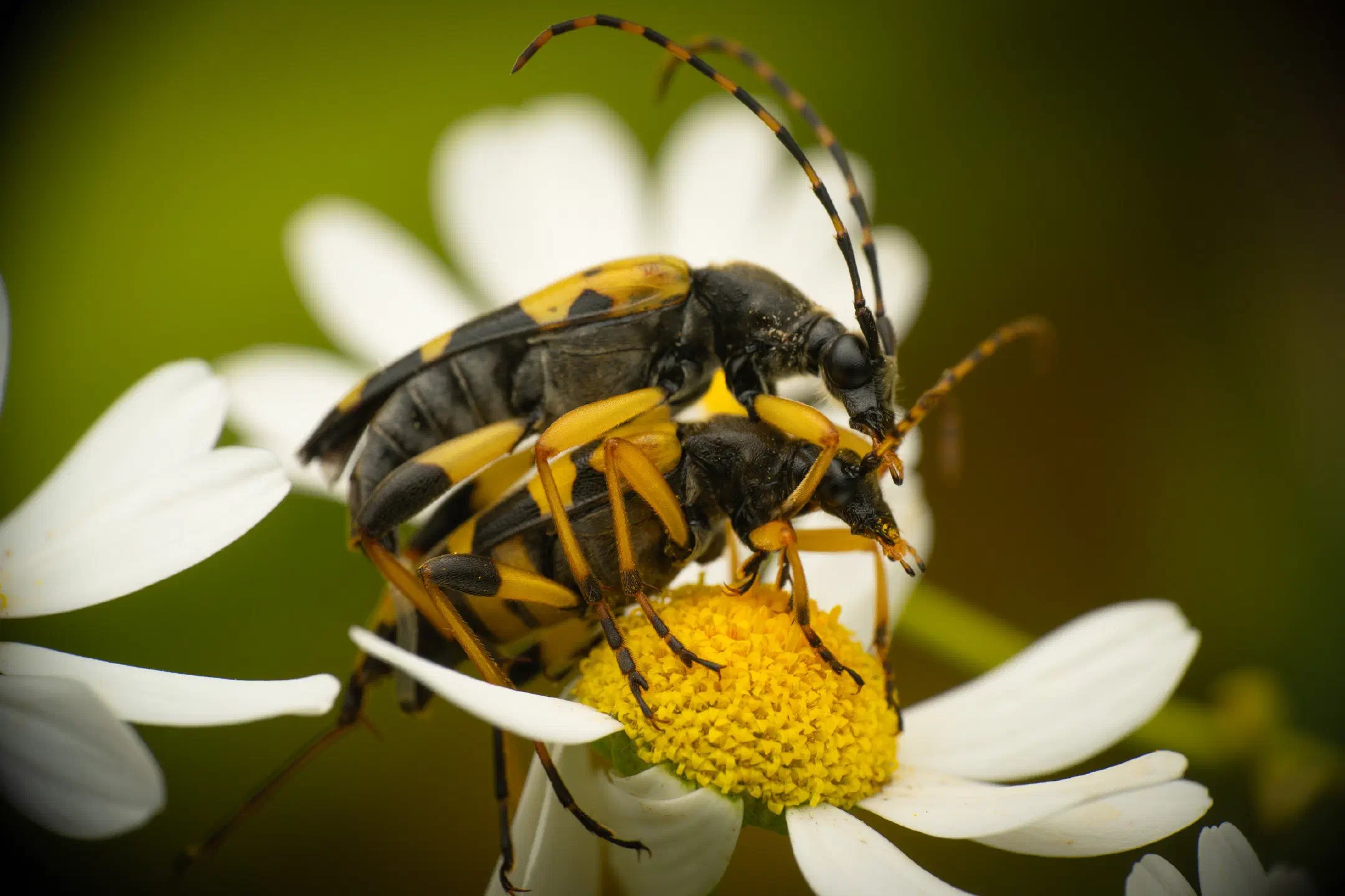 Spotted Longhorn Beetle | Spotted Longhorn Beetle