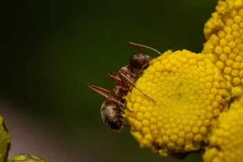 Red-barbed Ant