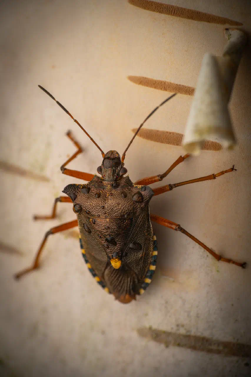 Forest Bug | Forest Bug